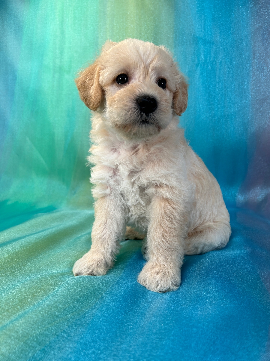 Sturdy and Playful Cream Male Schnoodle Pup for Sale DOB 6-14-24 $500